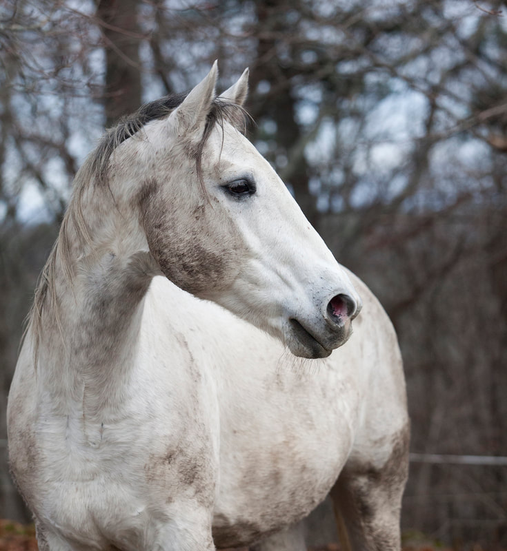 Tommy White Horse @ Bagaduce River Equine Rescue